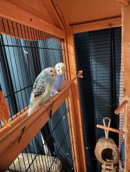 Selling our two parakeets