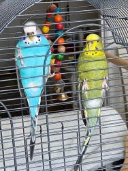 Pair of parakeets for sale
