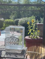 Pair of Parakeets with their cage