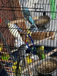 We Have 12 Parakeets to sell
