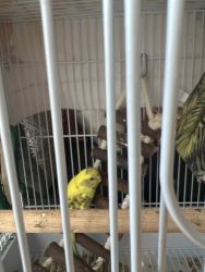 Green/yellow parakeet for sale with cage and accessories