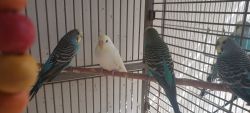 Breeding parakeets with bird house for sale