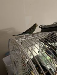 Young parakeets for adoption or price