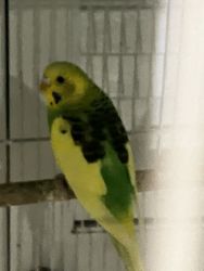 Pied Parakeets for Sale