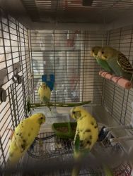 Parakeets for sell