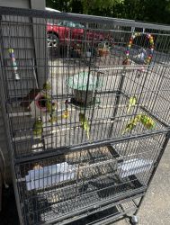 Parakeets with cage