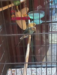 Pair of parakeets for sale