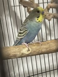Two Male Parakeets For Sale