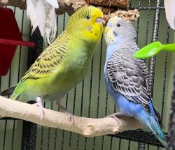 Parakeet - American Budgies pair