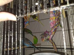 Parakeets for sale in.nh