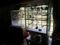 English Budgies, cage and all accessories and food.