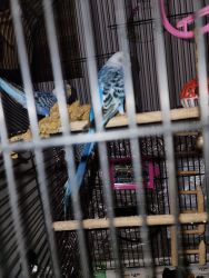 3 perakeet with cage