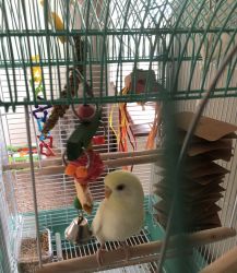 Parakeet with Cage & Accessories