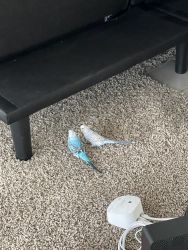 2 parakeets for free