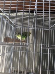 Baby's parakeets available