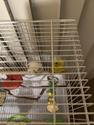 I have two parakeets