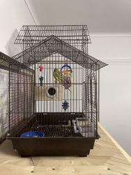 Two Parakeets for sale