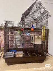 2bird and cage and breed box