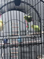 Free Parakeets (4) need new home