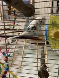 Parakeet cage, and all the extras
