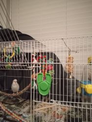 Looking for a loving home for 2 young parakeets.