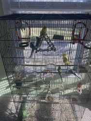 8 parakeet with cage