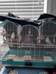 2 parakeets with cage and food