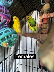 Parakeets/Budgies for Sale