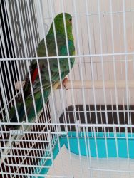 4 month old beautiful green red rump parakeet for sale