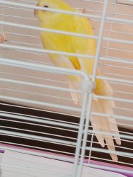 4 month old beautiful yellow red rump parakeet for sale