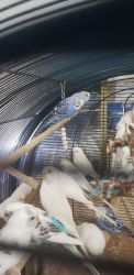Parakeets/Budgies for sale
