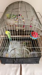 adult parakeets