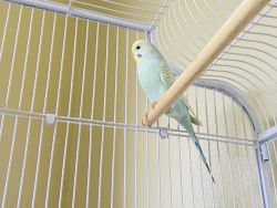 2 Gorgeous Parakeets with cage