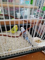2 parakeets and supplies