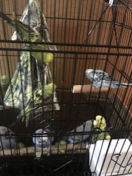 Beautiful Parakeets for sale