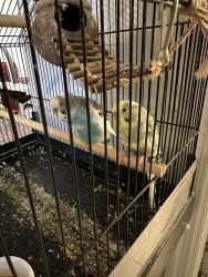 2 Parakeets with cage