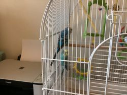 Parakeets with cage and supplies