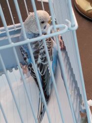 blue female parakeet for sale