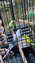 Parakeets for sale-$25