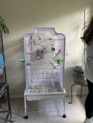 2 parakeets with cage