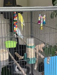 2 parakeets and black cage