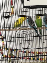 Parakeets, cage and accessories