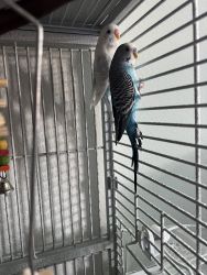2male parakeets for sale