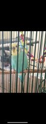1 Yr Old Male Parakeet For Sale