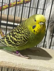 Parakeets need rehoming