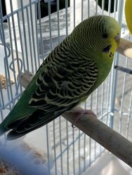 Parakeet for free