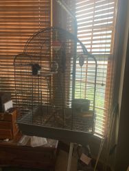 Parakeet with cage