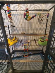 Parakeet with XL cage