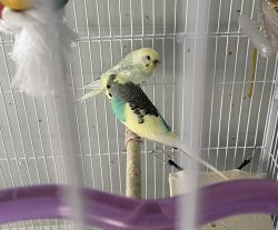 Exquisite Avian Jewels: Two Pairs Exceptional Rare Budgies for Sale!