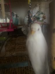 selling baby and adult parakeets in addison IL